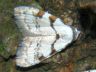 moth-image