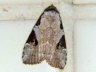 moth-image