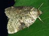 moth-image