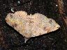 moth-image