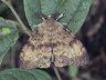 moth-image