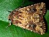 moth-image