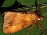 moth-image