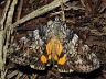 moth-image