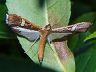 moth-image
