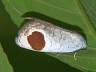 moth-image