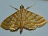 moth-image