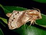 moth-image