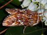 moth-image