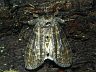 moth-image