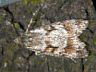 moth-image