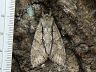 moth-image