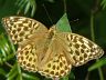 butterfly-image