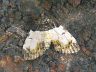 moth-image