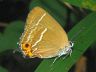 butterfly-image