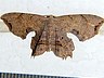 moth-image