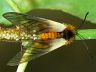 moth-image
