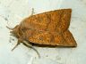 moth-image