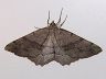 moth-image