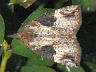 moth-image
