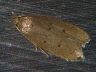 moth-image