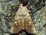 moth-image