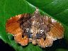 moth-image