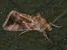 moth-image