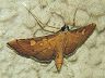 moth-image