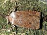 moth-image
