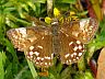 butterfly-image