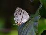 butterfly-image