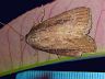 moth-image