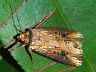moth-image