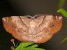 moth-image