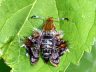 moth-image