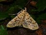 moth-image
