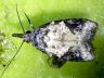 moth-image