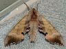 moth-image