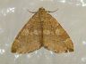 moth-image