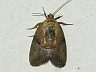 moth-image