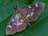 moth-image