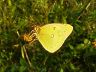 butterfly-image