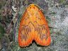moth-image