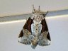 moth-image