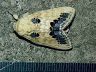 moth-image