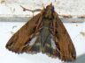 moth-image