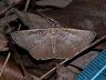 moth-image