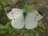 butterfly-image