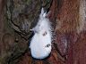 moth-image